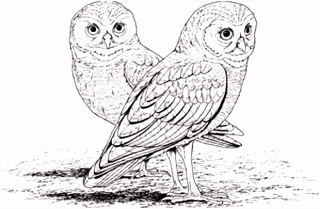 Owl Kleurplaten Gravende Uil Kleurplaat R2ch75bfs3 Bumc0stfg6
