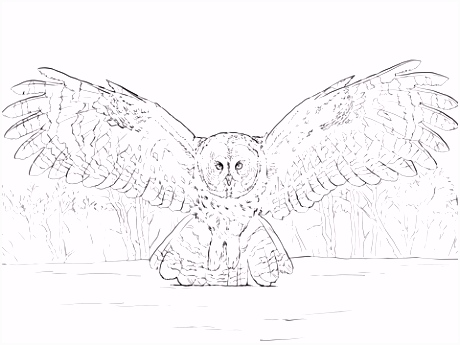 Owl Kleurplaten Grote Grijze Uil Vliegt Kleurplaat Y3rc65hqs2 Nubq2hlkku