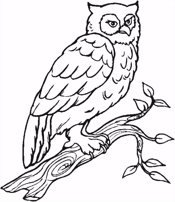 Owl Kleurplaten Uilen Kleurplaat Animaatjes X3hr96fmo7 B6qr55oxfh