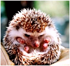 Pocketboek Egeltje 46 Best Cute Hedgehogs Images On Pinterest D3ed65csr5 Bstqu4euzu
