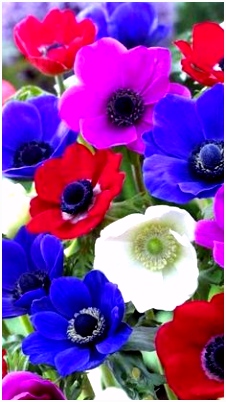 350 best flower images on Pinterest in 2018