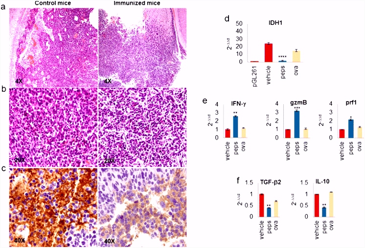 Effective immuno tar ing of the IDH1 mutation R132H in a murine