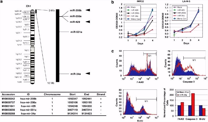 The MYCN oncogene is a direct tar of miR 34a