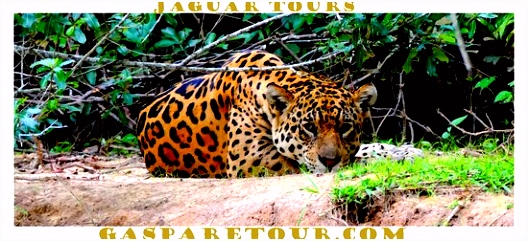 Gasparetour Pantanal Tours Cuiaba 2018 Alles wat u moet weten