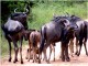 7 Wildebeest