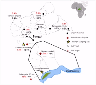 Rift Valley Fever Virus Circulating among Ruminants Mosquitoes and