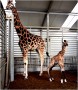 9 1 Miljoen Giraffen