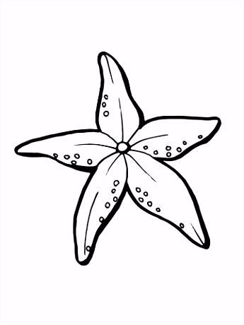 Grote Kerst Kleurplaten Levensechte Zeester Kleurplaat Categorie N Zeester Gratis R9bs53bqc4 Q2nv4ugpbu