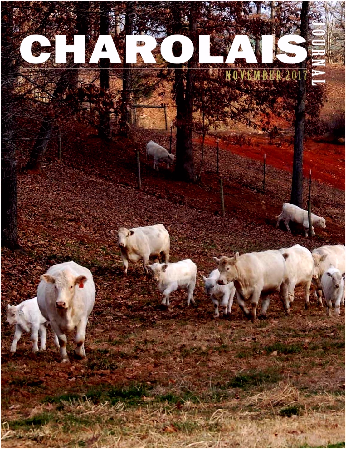 Charolais Journal by EDJE issuu