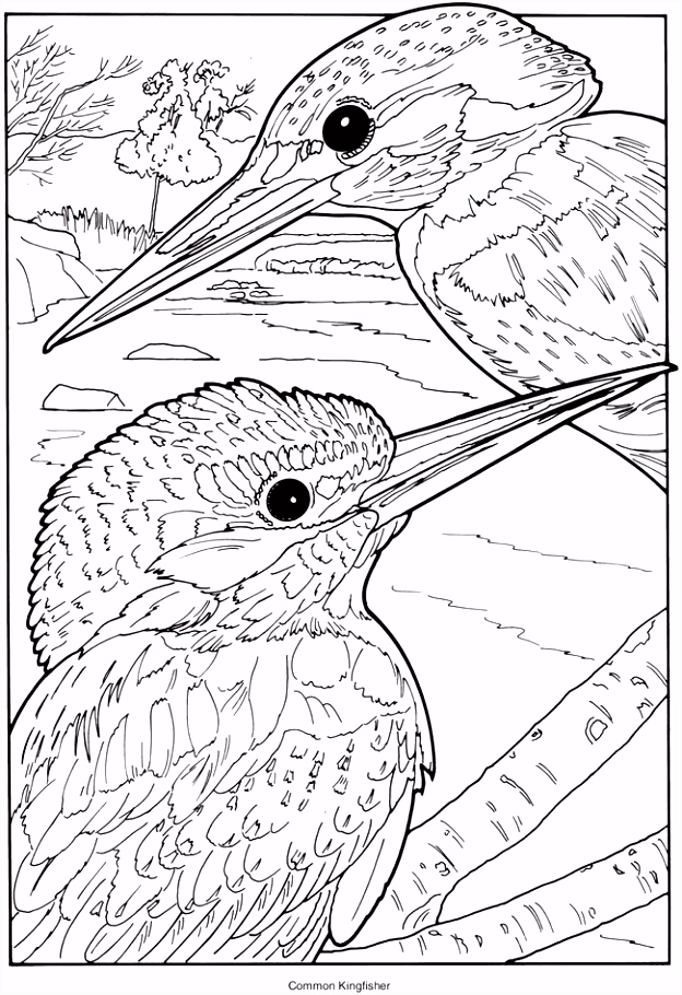 Kleurplaten Bolt Creative Haven Exotic Birds Coloring Book Mon Kingfisher H6mn92yfg3 Euetvsjwes