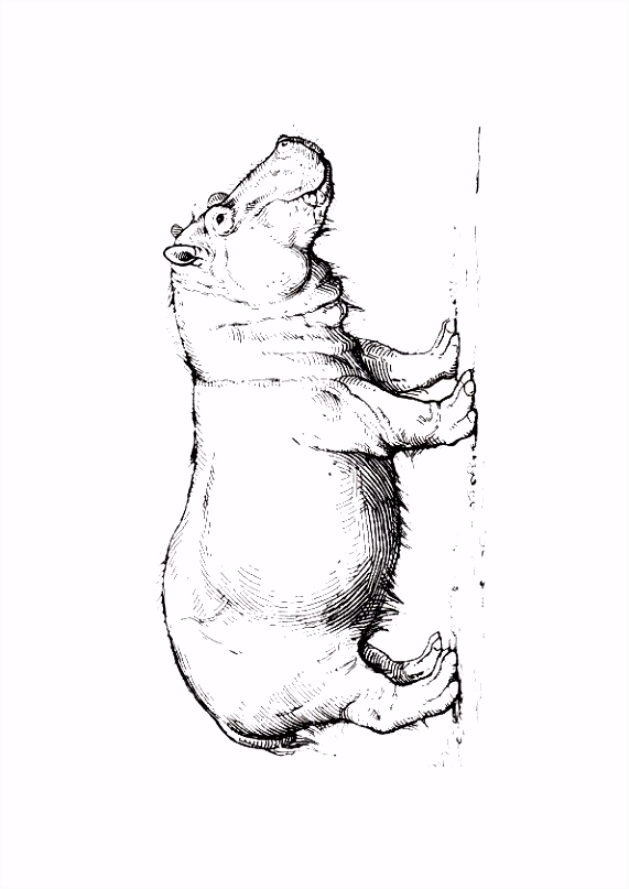 Kleurplaten Nijlpaarden Kleurplaat Hippo 6922 F1he51rrd8 Jhnd6motfm