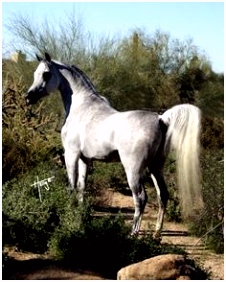 Kleurplaten Paarden Rassen 18 Beste Afbeeldingen Van Fnrs theorie Equestrian Horseback G2hz03jcs4 Vsbwuuzhuh
