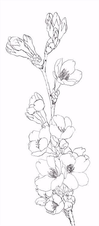 Kleurplaten Sakura Kleurplaat "bloem Plant Dier" Colouring Picture "flower Animal A1qg93kof9 T6ns64zxo4