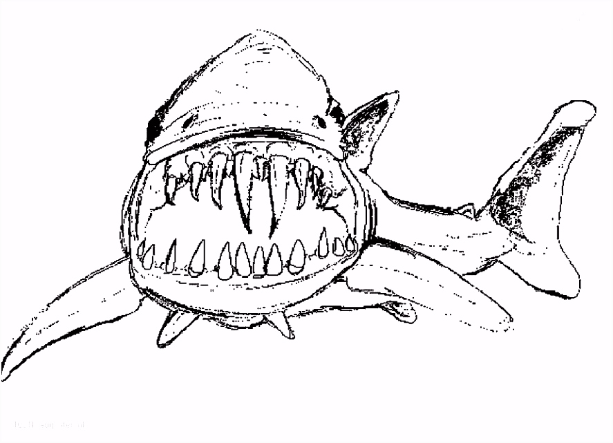 Kleurplaten Shark Tale Great White Shark Coloring Pages Inspirational Great White Shark Q3ki54f4i3 Imcvmsrxes