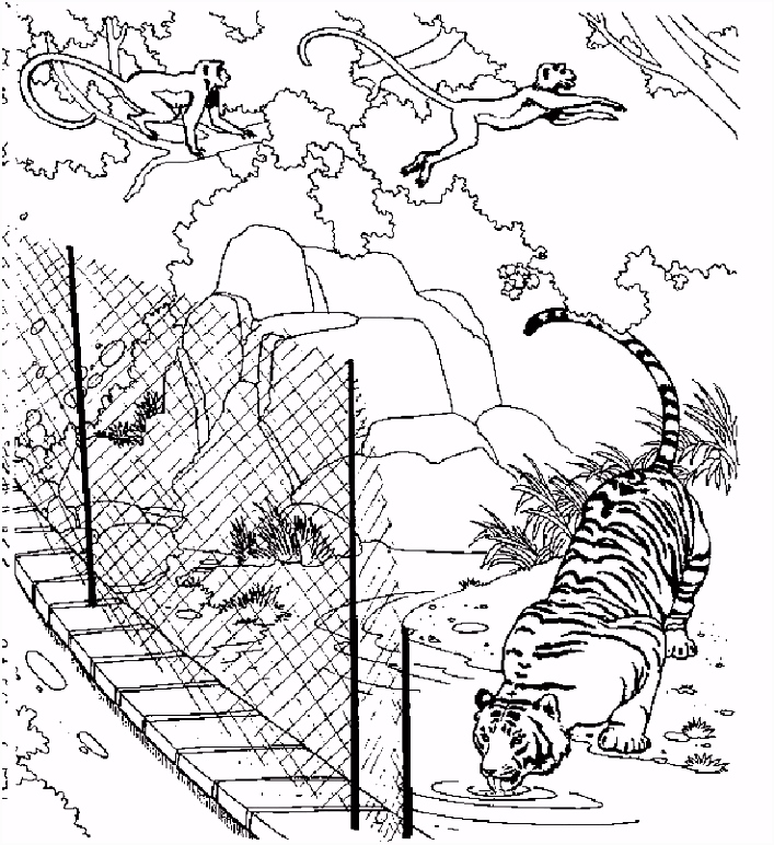 Kleurplaten Tijgers Dierentuin Kleurplaten Tijger G9pi87b4t3 Bmcuhuier4