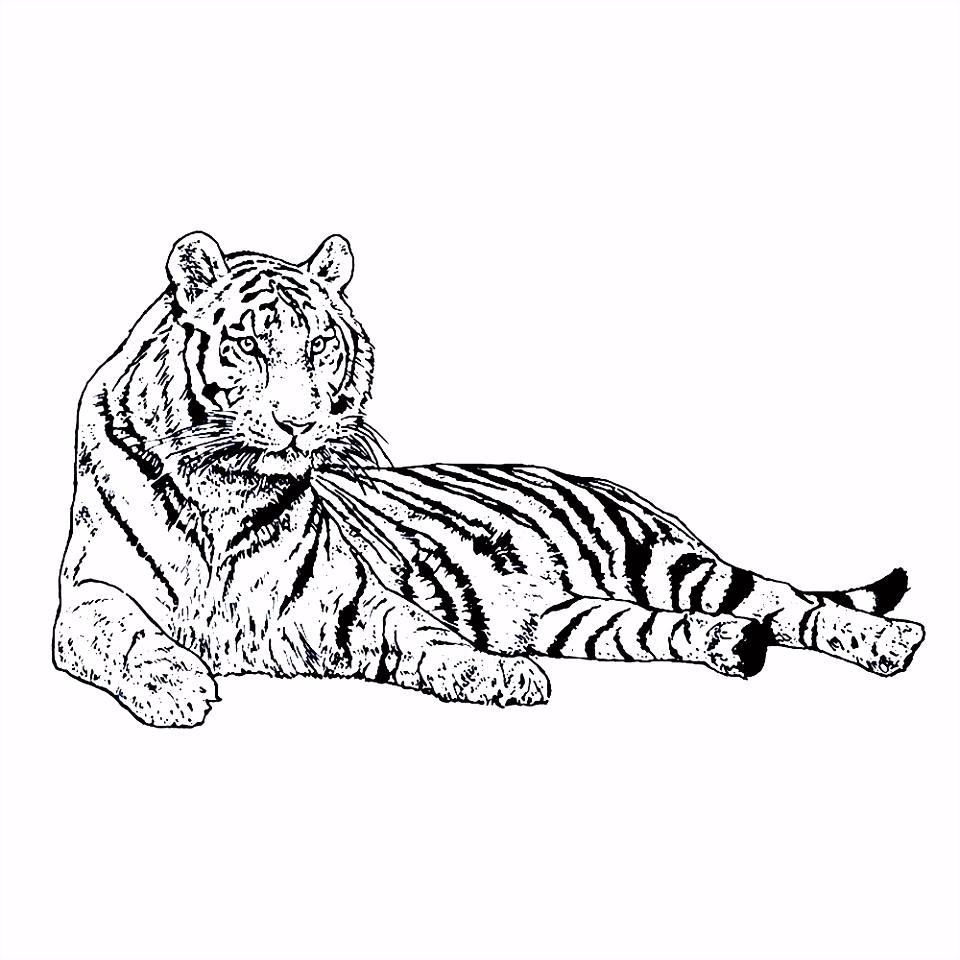 Kleurplaten Tijgers Leuk Voor Kids – Deze Tijger Rust Uit W3ak51yyo3 C6qc55eve2