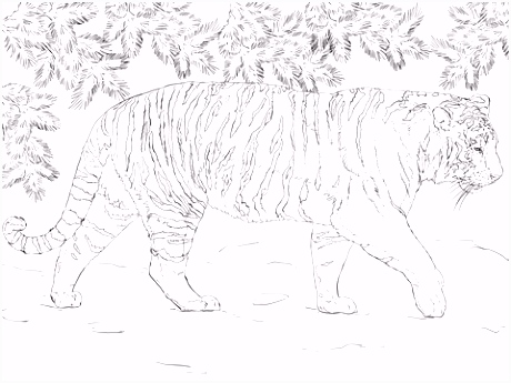 Kleurplaten Tijgers Siberische Tijger Kleurplaat H3mk36rer3 Tsneumaxeu