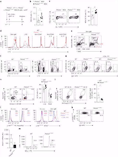 Kleurplaten Vijf Legendes (rise Of the Guardians) Hyperactivated Pi3kÎ´ Promotes Self and Mensal Reactivity at the B2js13neu5 astyvhmur6