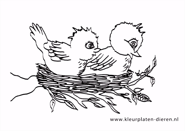 Kleurplaten Vogels Nest Kleurplaat Archidev U3gp63hhu6 V6vcsstdvu