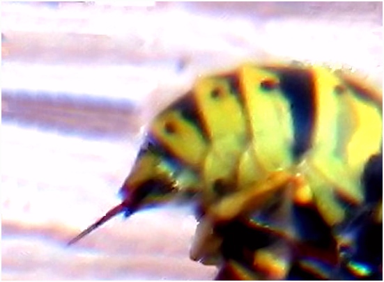 Insectensteek