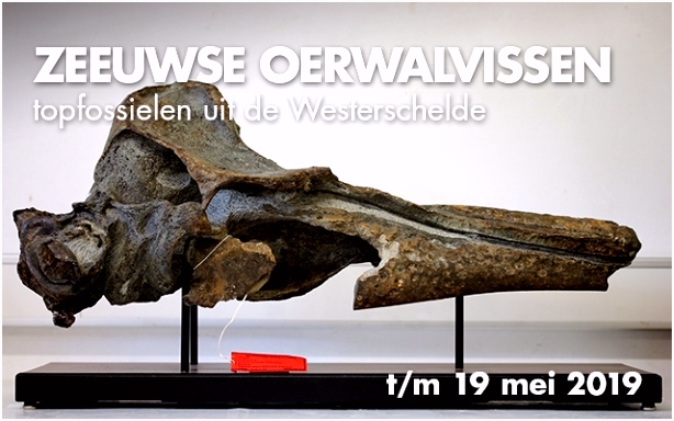 Natuurhistorisch Museum Rotterdam
