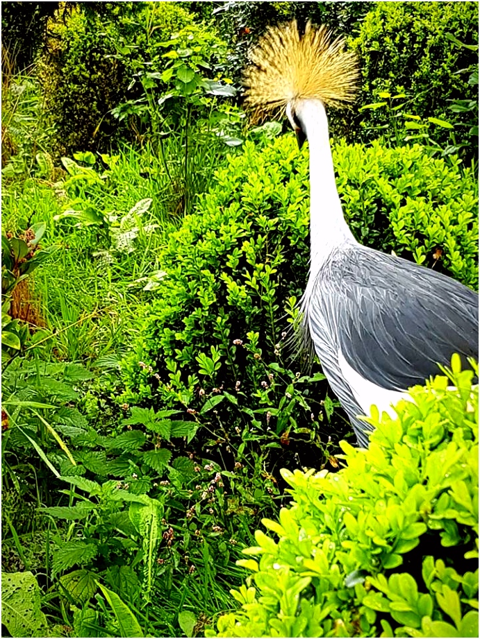 Vogelpark De Lorkeershoeve – Aga is DBG