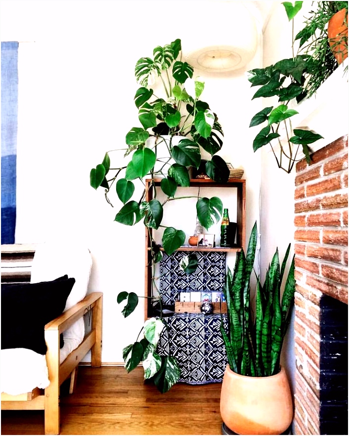39 best Planten images on Pinterest