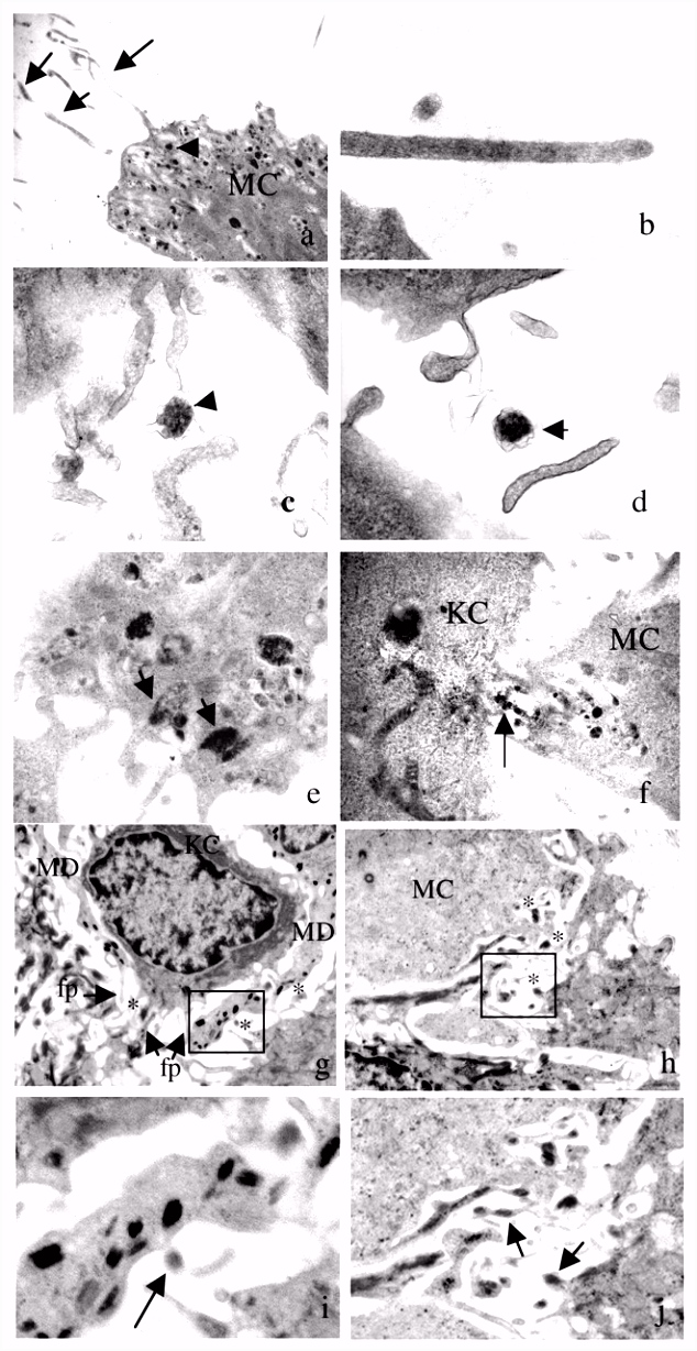 Filopodia are conduits for melanosome transfer to keratinocytes