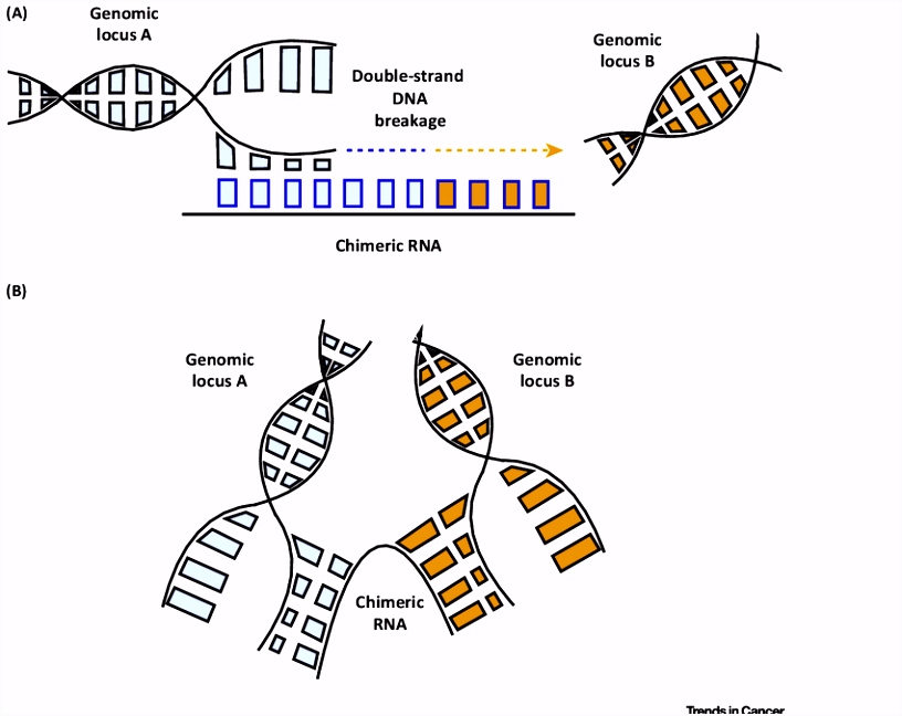 Mechanisms of RNA Mediated DNA Rearrangement A Chimeric RNAs act
