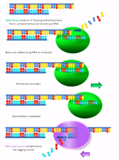 Telomerase