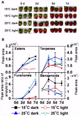 Differential responses of four biosynthetic pathways of aroma