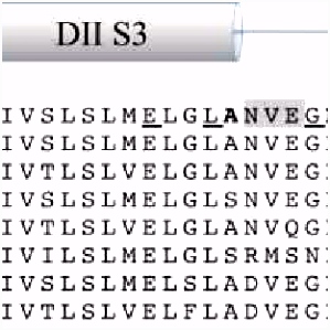PDF Scorpion beta toxins and voltage gated sodium channels