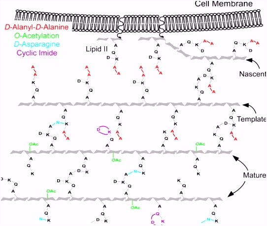 Characterization of Structural Variations in the Peptidoglycan of