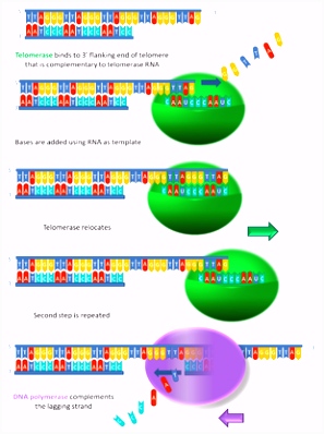 Eukaryotic DNA replication