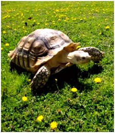 Die 1315 besten Bilder von Schildkröten in 2019