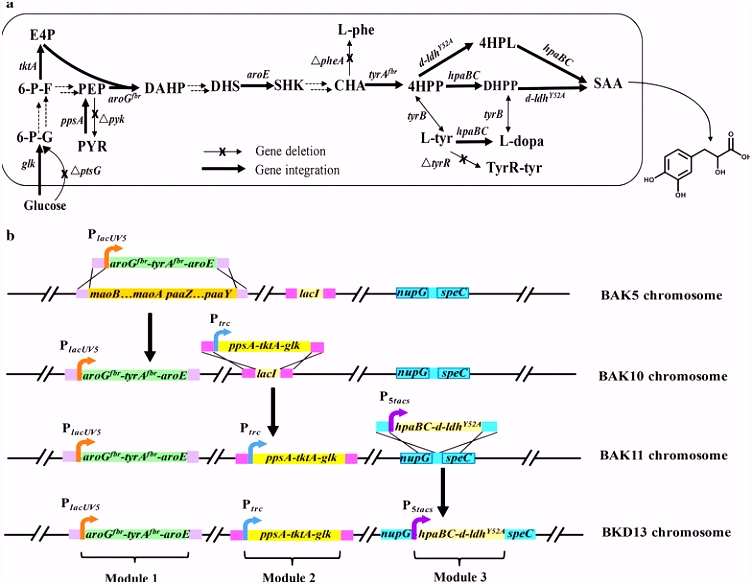 Chromosome engineering of Escherichia coli for constitutive